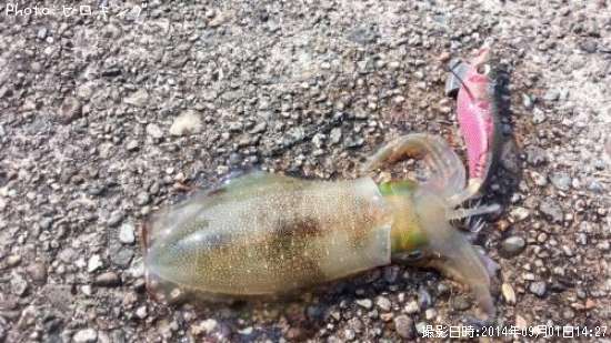 �����ꥤ��