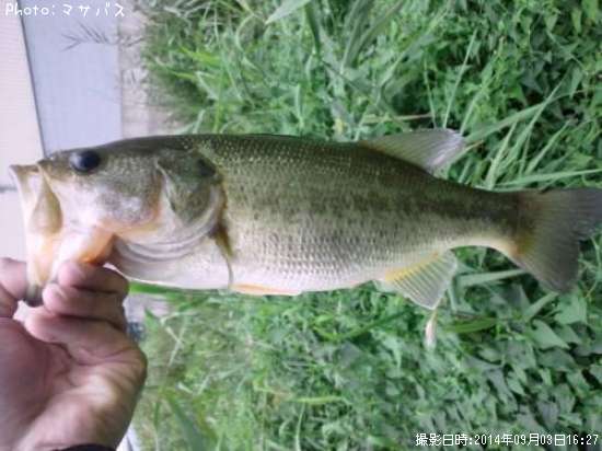 �֥�å��Х�