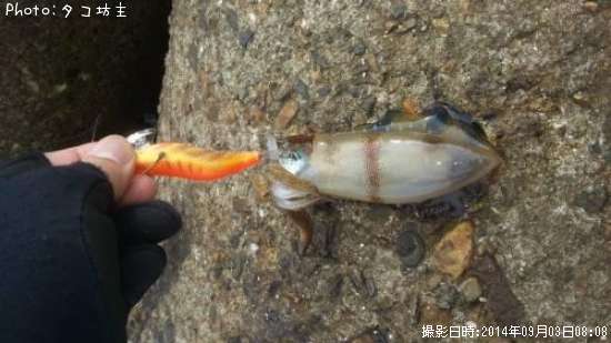 �����ꥤ��