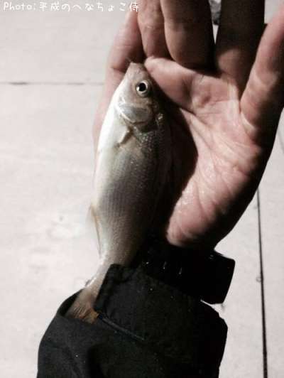 ���ߥ��ʥ�