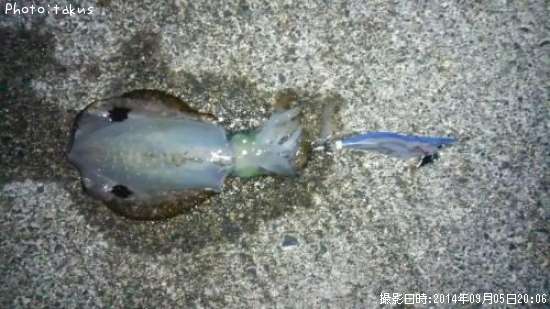 �����ꥤ��