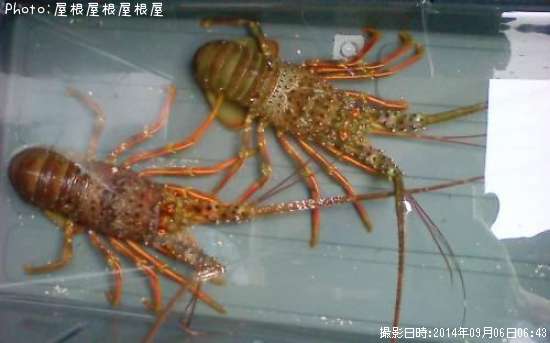 ������Ϸ