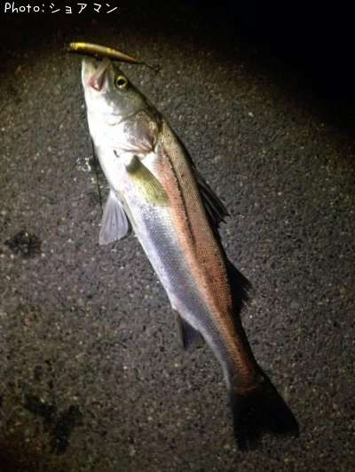 �����Х�