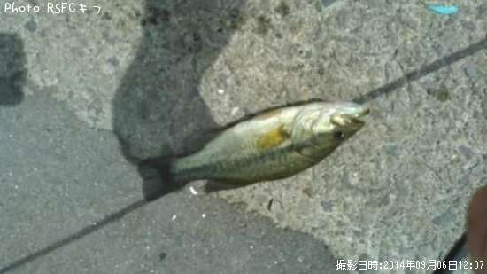 �֥�å��Х�