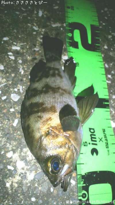 ���ꥢ��Х�