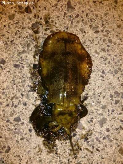 �����ꥤ��