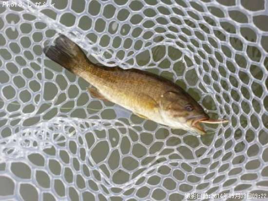 ���⡼��ޥ����Х�