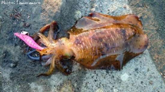 �����ꥤ��