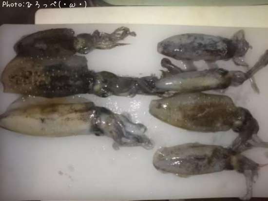 �����ꥤ��