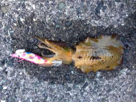 �����ꥤ��