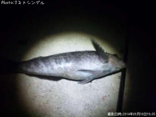 �����ʥ�