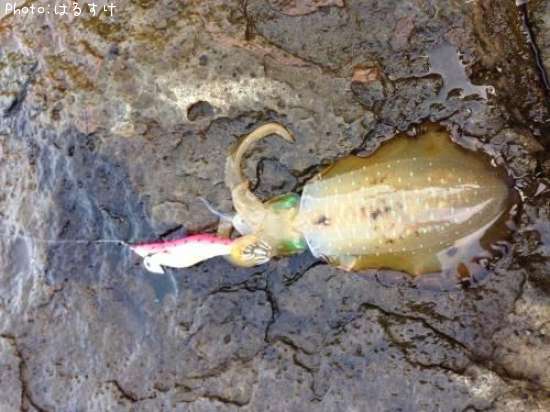 �����ꥤ��