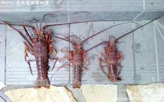 ������Ϸ