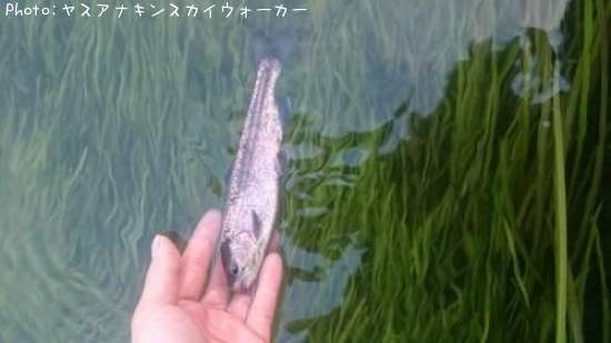 �쥤��ܡ��ȥ饦��