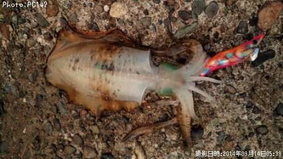 �����ꥤ��