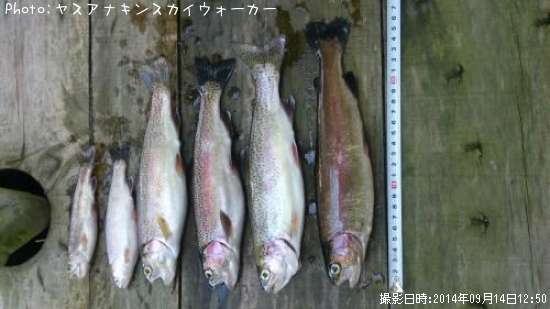 �쥤��ܡ��ȥ饦��