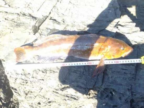 �����ʥ�