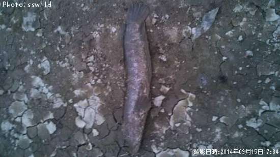 �饤����