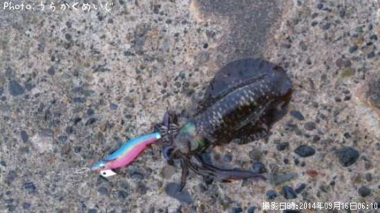 �����ꥤ��