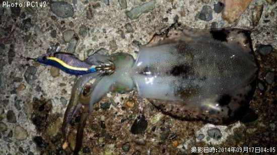 �����ꥤ��