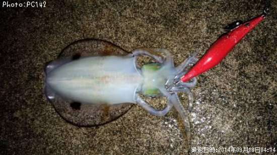 �����ꥤ��