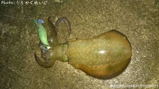 �����ꥤ��