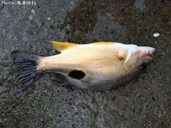 �����ۥ��ե�����