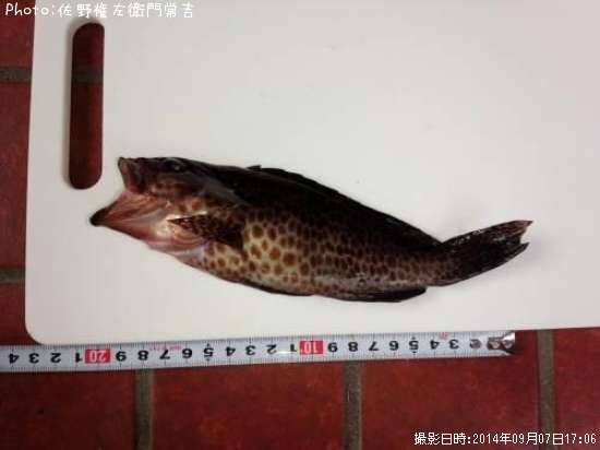 �������ϥ�