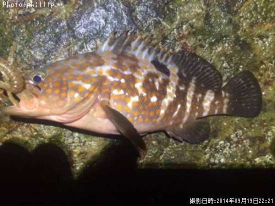 �����ϥ�