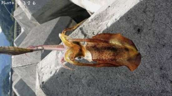 �����ꥤ��