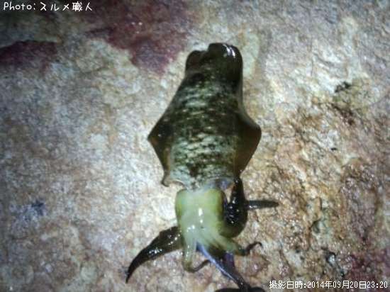 �����ꥤ��