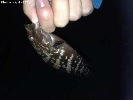 �����ϥ�