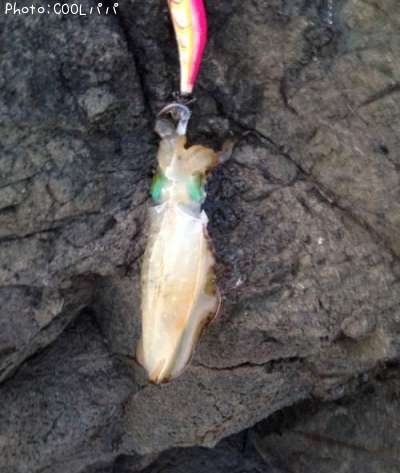 �����ꥤ��