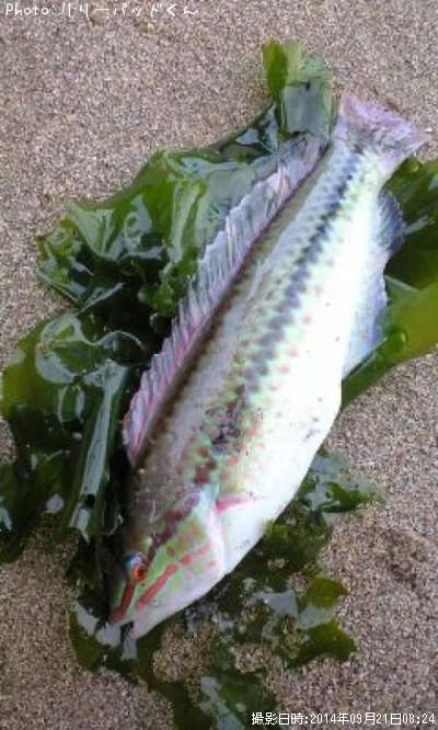 ��ǯ���Τ���