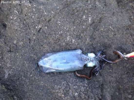 �����ꥤ��