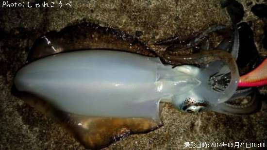 �����ꥤ��