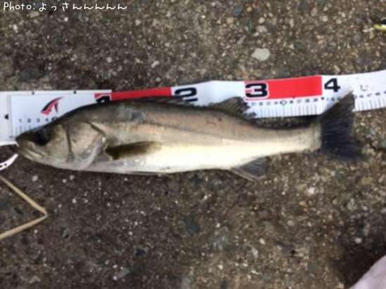 �����Х�����