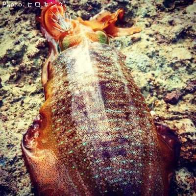 �����ꥤ��