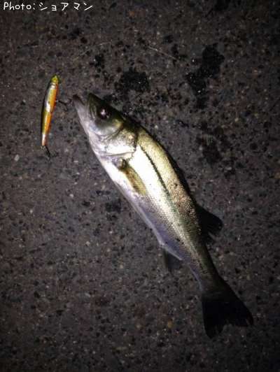 �����Х�