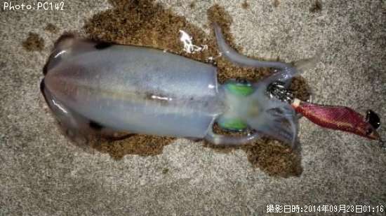 �����ꥤ��