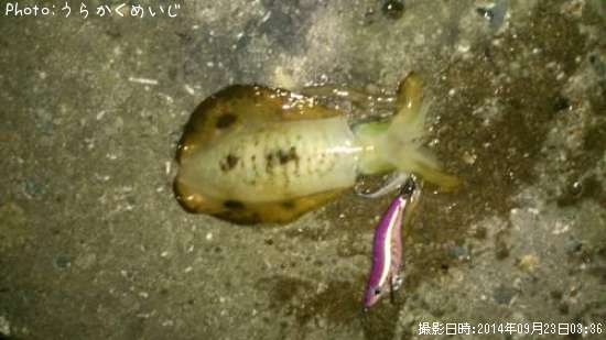 �����ꥤ��