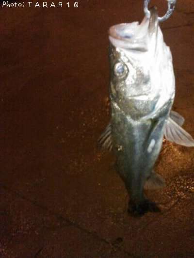 �����Х�