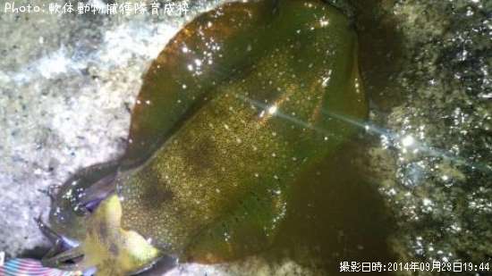 �����ꥤ��