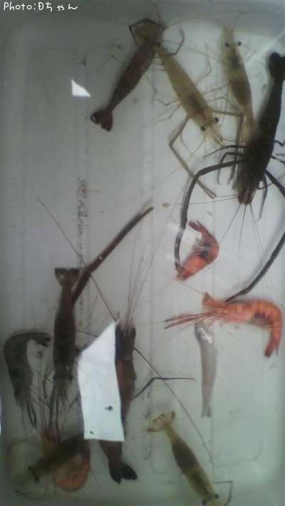 ��Ĺ����