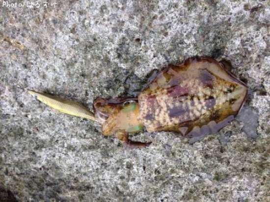 �����ꥤ��