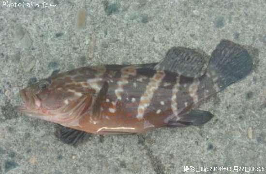 �����ϥ�