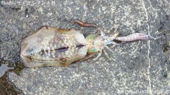 �����ꥤ��