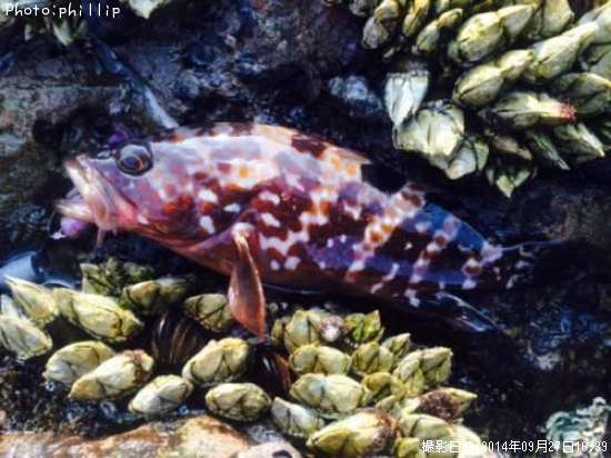 �����ϥ�