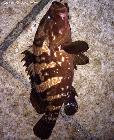 �����ϥ�