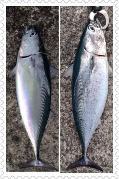 ���������ĥ��ʥҥ饽������